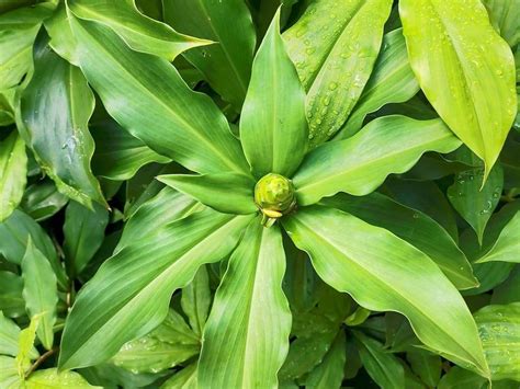 insulin plant in tagalog